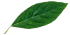 leaf-1-100x51
