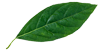 leaf-100x50